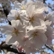 Maruの画像