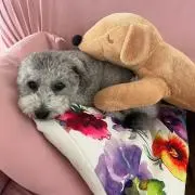 抹茶水羊羹