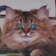Luckycat