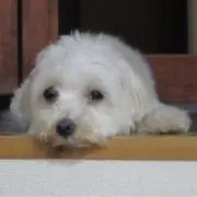 ふくもちの画像