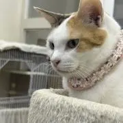 sasasaの画像