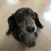わんちゃん