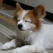 パピおの画像