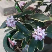 ヨンウンの画像