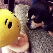 nunkotinの画像