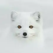 北極狐