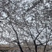 Image of M