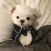 ⋆꙳の画像