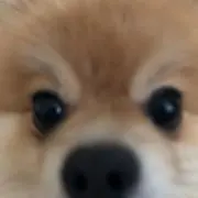 ハタハタの画像