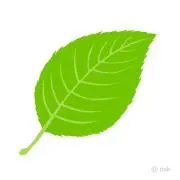 リーフソルト