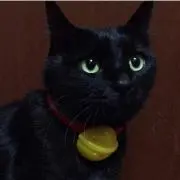 にゃおんの画像