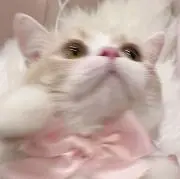 あいすの画像