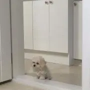 pの画像