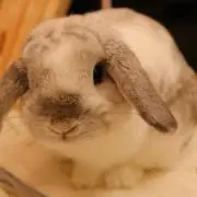 【無言購入OK♪】マハレットの画像