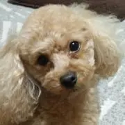 美保子