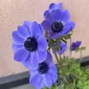 Image of うるふ ✨フォロー割実施中✨プロフへ
