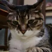 kojipureeの画像