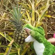 クロコとダイルの画像