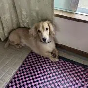 レオの画像