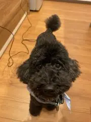 K" (とらぼう)の画像