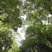 しろくまの画像