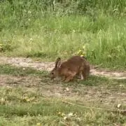 たーの画像