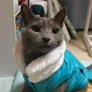 ちいの画像