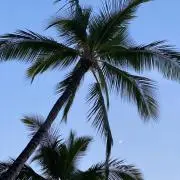 makoの画像