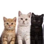 raaの画像