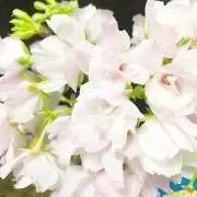 aaasaの画像