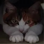 そいやの画像