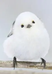 真介の画像