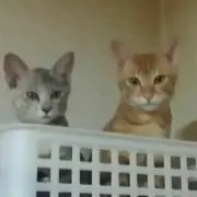 みぃ＊プロフお読み下さい＊の画像