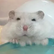 ユミナ