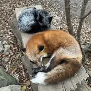 あいの画像