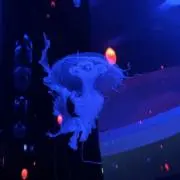 しょうの画像