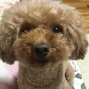 くるみの画像