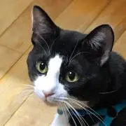 いつきの画像