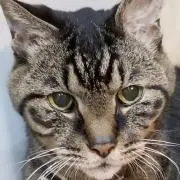 きじとら☆猫いますの画像