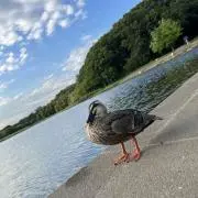 こるくの画像