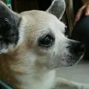 ラッキー&ハッピーの画像