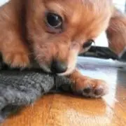 ちゅらの画像