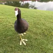 shihoの画像