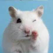 さざえの画像