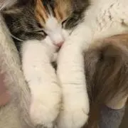 みけにゃんの画像