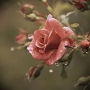 もち麦 ※プロフ読んでくださいの画像