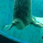 まるまる