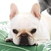 杏李
