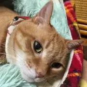 吉川@