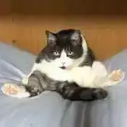 めだか